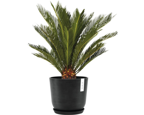 Zierpalme im Topf