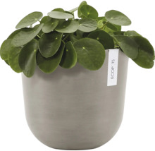 Ufopflanze im Übertopf