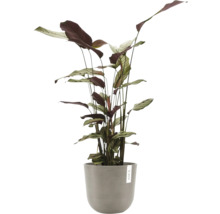 Pfeilwurz Zimmerpflanze in einem Topf