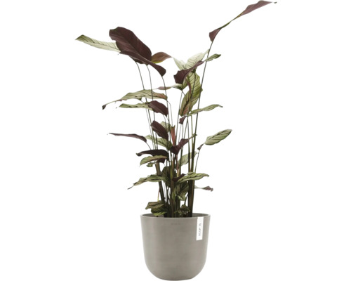 Pfeilwurz Zimmerpflanze in einem Topf