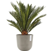 Palmfarn in einem Topf