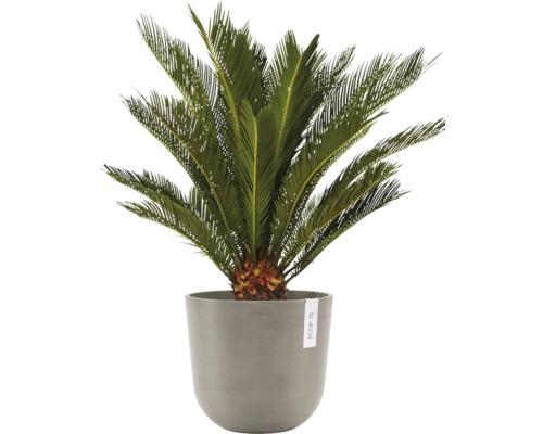 Palmfarn in einem Topf