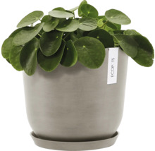 Ufopflanze im Topf mit Untersetzer