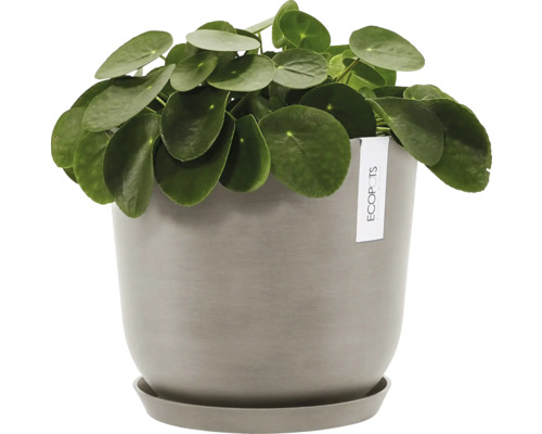 Ufopflanze im Topf mit Untersetzer