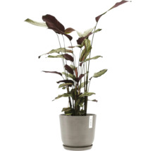 Gebetspflanze im Topf für Innenräume