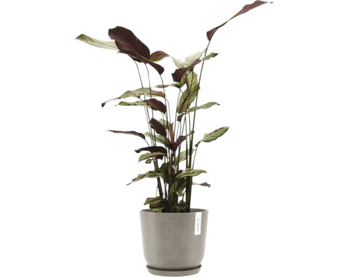 Gebetspflanze im Topf für Innenräume