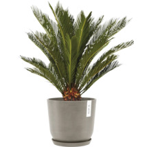 Sagopalmfarne in einem Topf