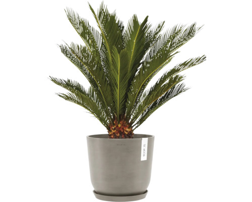 Sagopalmfarne in einem Topf