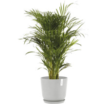 Areca Palme in einem Topf