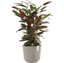 Pfeilwurz in einem Pflanzgefäß