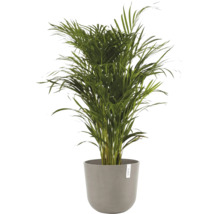 Areca Palme in einem Topf