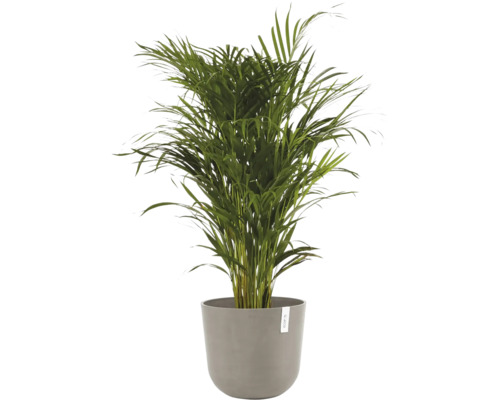 Areca Palme in einem Topf