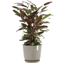 Pflanze mit gestreiften Blättern in einem Topf