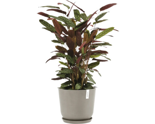 Pflanze mit gestreiften Blättern in einem Topf