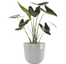 Zimmerpflanze Alocasia zebrina in einem grauen Pflanztopf