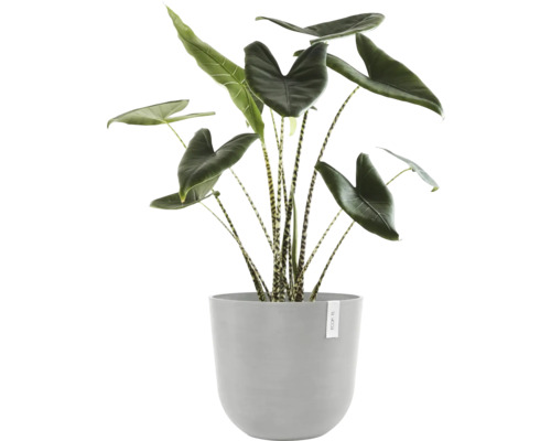 Zimmerpflanze Alocasia zebrina in einem grauen Pflanztopf