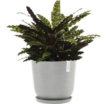 Gebetspflanze im Topf