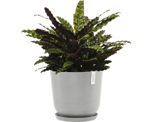 Gebetspflanze im Topf