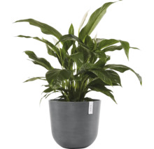 Einblatt Pflanze im Topf