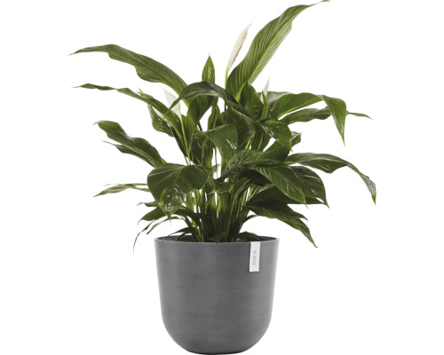 Einblatt Pflanze im Topf