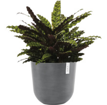 Gebetspflanze im Topf