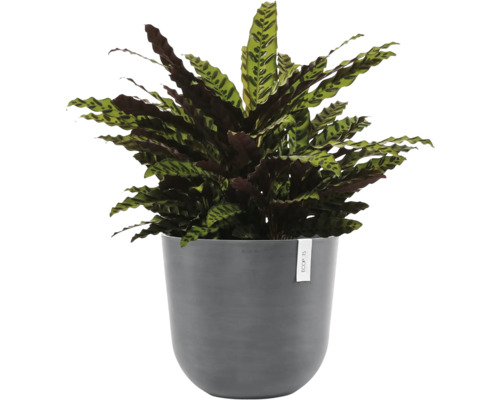 Gebetspflanze im Topf