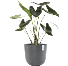 Alocasia Zebrina Zimmerpflanze in einem Topf