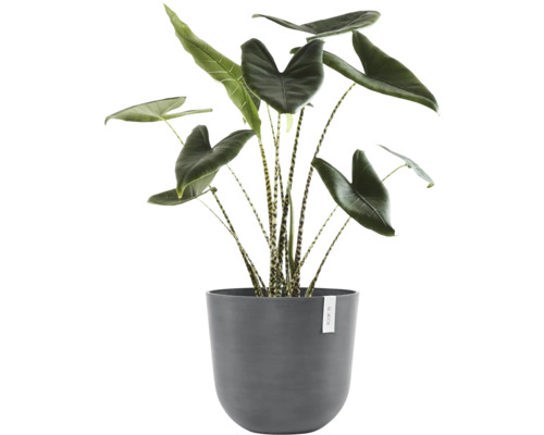 Alocasia Zebrina Zimmerpflanze in einem Topf