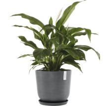 Einblatt Pflanze im Topf