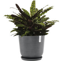 Gebetspflanze im Topf