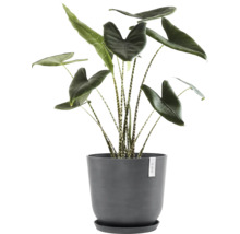 Zebra-Pfeilblatt Zimmerpflanze in einem Topf