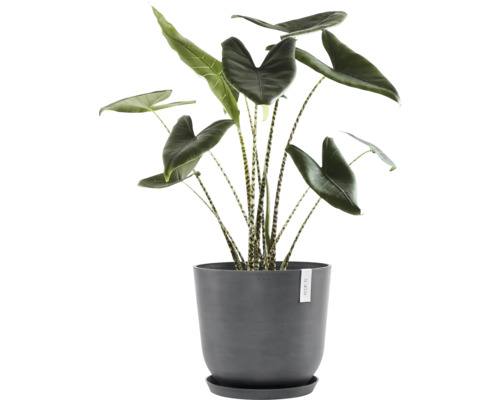 Zebra-Pfeilblatt Zimmerpflanze in einem Topf