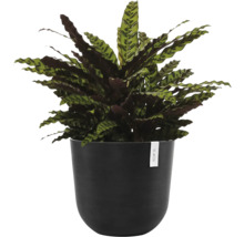 Pflanze Calathea lancifolia im Topf