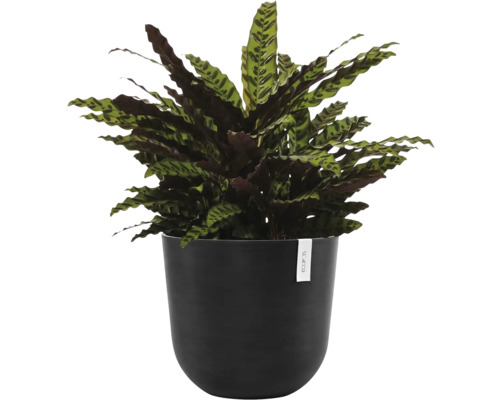 Pflanze Calathea lancifolia im Topf