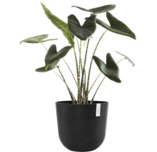 Zimmerpflanze Alocasia Zebrina in einem Topf