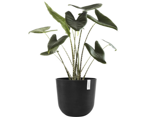 Zimmerpflanze Alocasia Zebrina in einem Topf