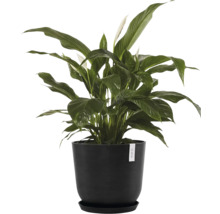 Einblatt im schwarzen Pflanzgefäß