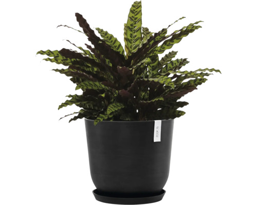 Pflanze Calathea rufibarba im Pflanztopf