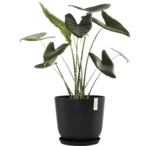 Zimmerpflanze Alocasia zebrina in schwarzem Topf