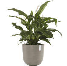 Einblatt Pflanze in einem Topf