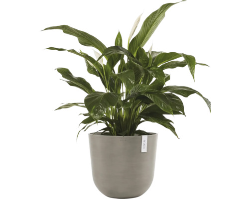 Einblatt Pflanze in einem Topf