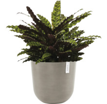 Gebetspflanze im Topf