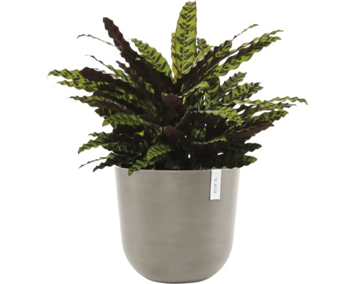 Gebetspflanze im Topf