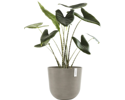 Alokasie Pflanze in Topf