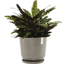 Gebetspflanze im Topf für den Innenbereich