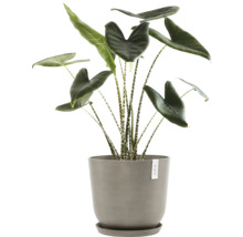 Zimmerpflanze Alokasie in einem Topf