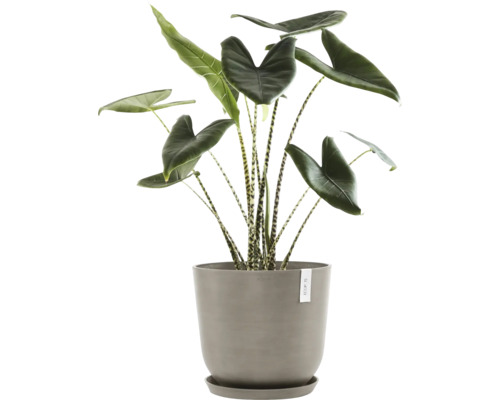 Zimmerpflanze Alokasie in einem Topf