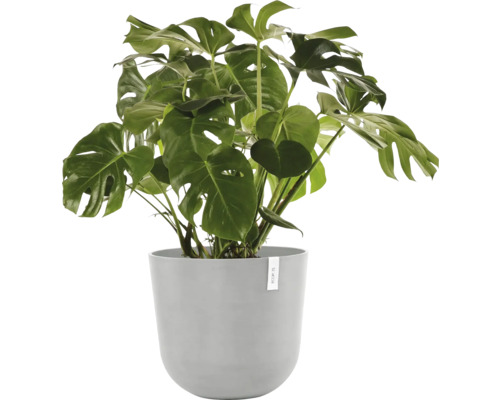 Monstera Zimmerpflanze in einem Topf