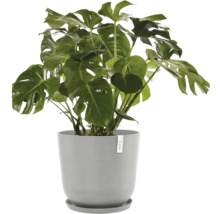 Monstera Zimmerpflanze in einem Topf