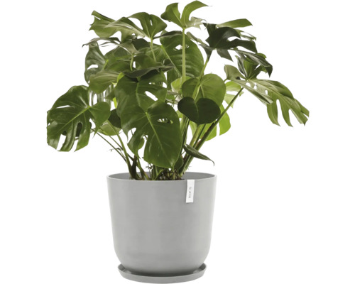 Monstera Zimmerpflanze in einem Topf